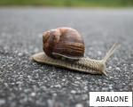 ABALONE anagram