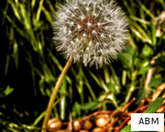 ABM anagram