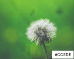 ACCEDE anagram