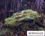 ACERVULUS anagram