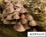 ACERVULUS anagram