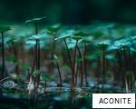 ACONITE anagram