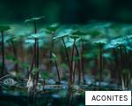 ACONITES anagram