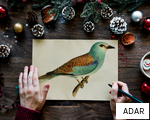 ADAR anagram