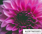 ALERTNESSES anagram