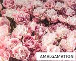 AMALGAMATION anagram