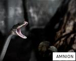 AMNION anagram