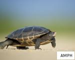 AMPH anagram