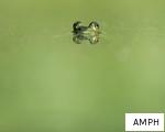 AMPH anagram