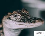 AMPH anagram