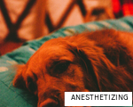 ANESTHETIZING anagram