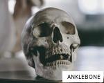 ANKLEBONE anagram