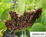 ANNELIDA anagram