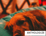 ANTHOLOGIZE anagram