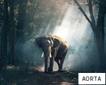 AORTA anagram