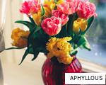 APHYLLOUS anagram