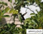 APHYLLOUS anagram