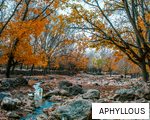 APHYLLOUS anagram