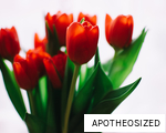 APOTHEOSIZED anagram