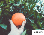 APPALS anagram