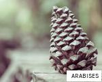 ARABISES anagram