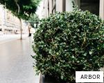 ARBOR anagram