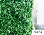 ARBOR anagram
