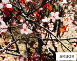 ARBOR anagram