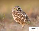 ARETE anagram