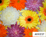 ARREST anagram