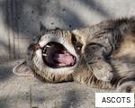 ASCOTS anagram