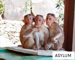 ASYLUM anagram