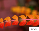 ATUM anagram