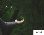 AVIAR anagram