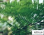 AZOLLA anagram