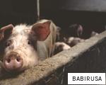 BABIRUSA anagram