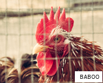 BABOO anagram