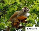 BABOONS anagram