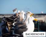 BACKBENCHER anagram