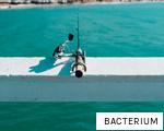 BACTERIUM anagram