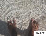 BAREF anagram