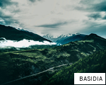 BASIDIA anagram