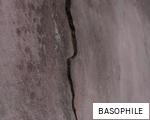 BASOPHILE anagram