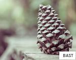 BAST anagram