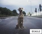 BEAGLE anagram