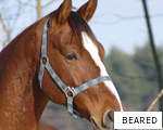 BEARED anagram