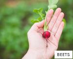 BEETS anagram