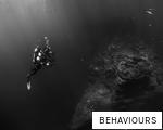 BEHAVIOURS anagram