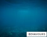 BEHAVIOURS anagram