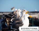 BIDIRECTIONAL anagram